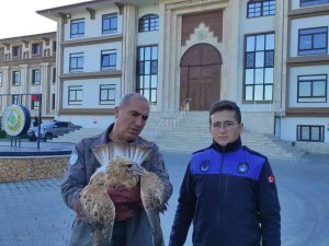 Yaralı Kızıl Şahin Tedavi Edildi