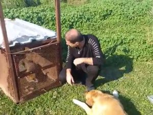 Emekli Polisin Kapanla Yakaladığı Tilki Doğaya Salındı