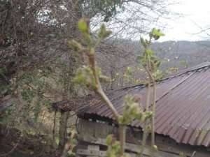Kar Beklerken Dut Ağacı Meyve Vermeye Başladı