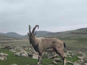 Yaralı Dağ Keçisi Tedavi Altına Alındı