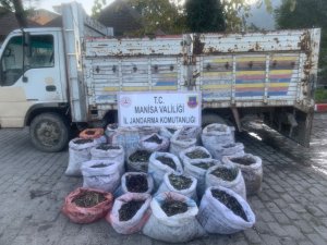 Zeytin Hırsızları Jandarmadan Kaçamadı
