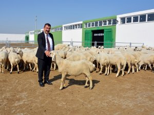 Tüdki̇yeb Genel Başkanı Çelik: “Türkiye’nin Yüzyılında Küçükbaşı Atağa Geçirecek Hamleler Yapılmalı”