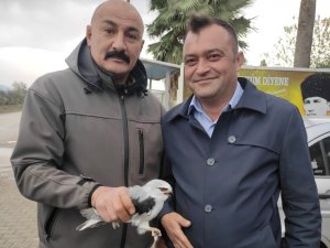 Osmaniye’de Yaralı Bulunan Kızıl Şahin Ve Ak Çaylak Tedaviye Alındı