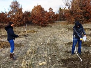 Hisarcık’ta Ceviz Fidanları Ve Dikim Aralıklarının Kontrolü