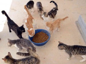 Mama Üreten Firmalara Sıkı Denetim