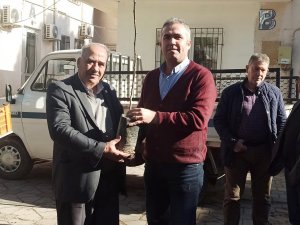 Efelerli Üreticilere 5 Bin 768 Adet İncir Fidanı Dağıtıldı