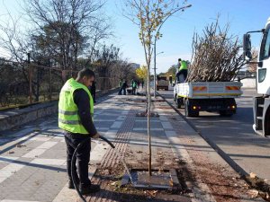 Siverek’te Ağaçlandırma Çalışması