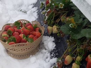 Yaylada Kar Altında Çilek Hasadı