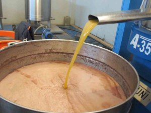 Öğrenciler Zeytinin Yağa Dönüşümünü İzledi