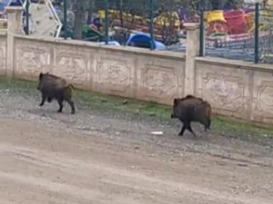 Diyarbakır’da Mezarlıkta Yaban Domuzları Görüldü