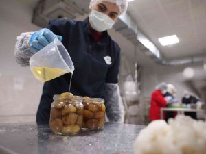 Efeler Belediyesi Kestane Şekeri Üretimine Başladı