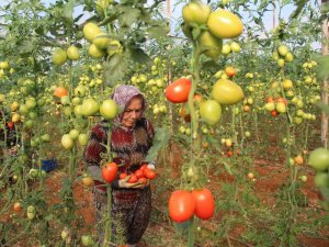 Üreticiden Büyükşehirlerdeki Domates Fiyatına Tepki