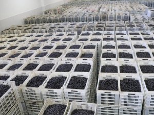 Marmarabirlik’ten 150 Milyon Lira Ödeme