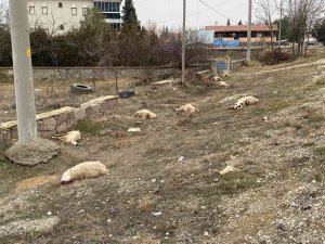 Konya’da Otlayan 50’dan Fazla Koyun Telef Oldu