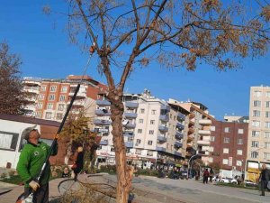 Siirt’te Ağaç Budama Çalışmaları Başladı