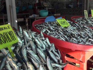 Bandırma Balık Halinde Hamsi Bolluğu Yaşanıyor