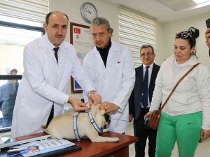 Adana’da 15 Bin Hayvana Çip Takıldı