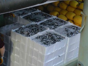 Karadeniz’de Kilolarca Hamsi Yakalanınca, Vatandaşa Bedava Dağıtıldı