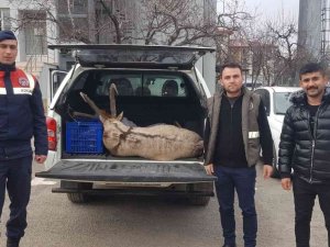 Dağ Keçisi Avına 250 Bin Lira Ceza