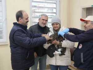 Evcil Kedi Ve Köpeklere Dijital Kimlikte Son Gün 31 Aralık