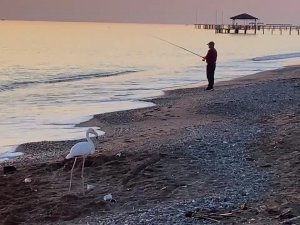 Sürüden Ayrılan Flamingo Sahile İndi