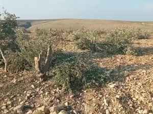 Şanlıurfa’da Yüzlerce Zeytin Ağacı Kimliği Belirsiz Kişilerce Kesildi