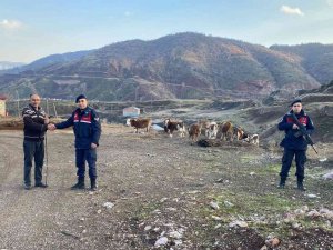 Kaybolan Hayvanları Jandarma Buldu