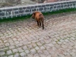 Diyarbakır’da Yolunu Şaşıran Domuzlar Doğaya Salındı
