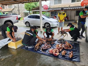 Kadının Otomobilinden Onlarca Kaçak Hayvan Cesedi Çıktı
