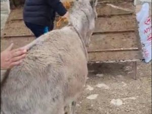 Ayakları Sakat Doğan Sıpa, Tedavisi İçin 800 Kilometre Uzağa Gönderildi