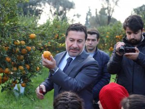 Başkan Aras, Öğrencilerle Mandalina Hasadı Yaptı