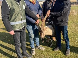 Muş’ta Yırtıcı Hayvan Saldırısına Uğrayan Yaban Keçisi Tedavi Altında Alındı