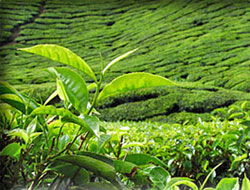 Üretici Çay Fiyatını Bekliyor