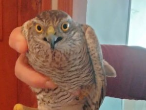 6 Yaşındaki Azra, Balkonda Yaralı Bulduğu Atmacaya Sahip Çıktı