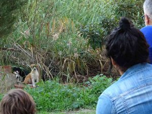 Annelerinin Terk Ettiği Yavru Köpeklere Site Sakinleri Sahip Çıktı