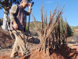 Kuruyan Fidanların Yerine Yenisi Dikildi
