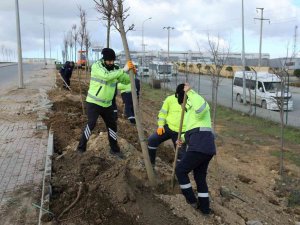Tem Gebze Güzergahında Ağaçlandırma Seferberliği