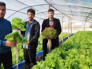 Üç Genç Kurdukları Serada Topraksız Tarım Yapıyor