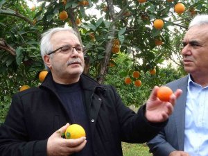 Kozan Belediyesinden Halka Açık Narenciye Bahçesinde İlk Hasat