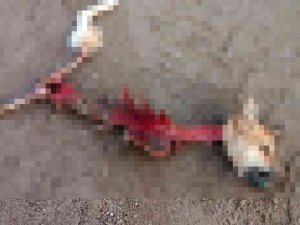 Kurtların Yediği Düşünülen Köpekten Geriye İskeleti Kaldı
