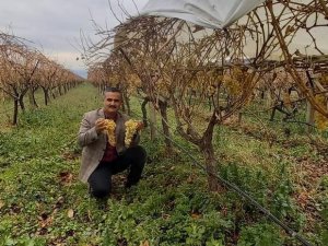 Yılbaşı Sofralarının Taze Üzümü Sarıgöl Bağlarından