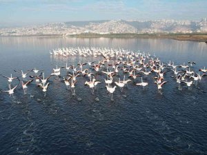 Flamingolar, Kışa Rağmen İ̇zmit’ten Göç Etmedi