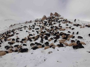 Artvin’de Besicilerin Zorlu Kış Şartlarıyla Mücadelesi