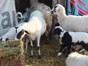 Balıkesir’de Çiçek Hastalığı Çıktı, 160 Koyun Ve 80 Kuzu Telef Oldu