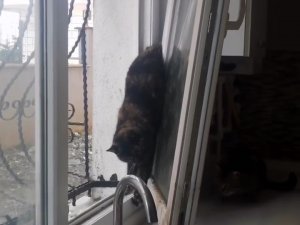 Beylikdüzü’nde İtfaiyeden Kedi Kurtarma Operasyonu