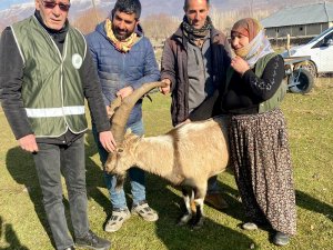 Kurtlardan Kaçan Dağ Keçisi Koyun Sürüsü Sayesinde Hayatta Kaldı