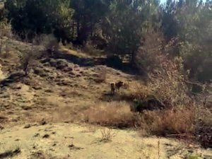 Mudurnu’da Aç Kalan Kurtlar Köye İndi