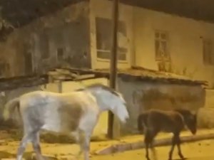 Elazığ’da Başıboş Atlar Cadde Ve Sokaklarda İlginç Görüntüler Oluşturdu