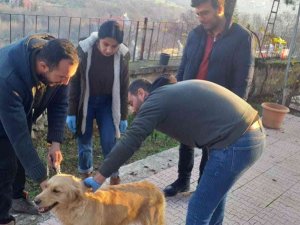 Elazığ’da Evcil Hayvanların Çip Ve Pasaportlama Çalışmaları Sürüyor