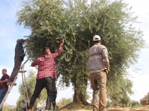 Kilis’te Zeytin Hasadında Sona Gelindi